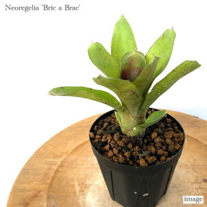 lIQA 'ubN A ubN' 3 (ϗtA  Ǌ| CeA ~j ^ ݂艺  ^NuA uJuN Neoregelia 'Bric a Brac')