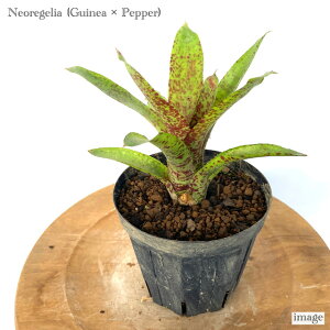 lIQA z(MjA × ybp[) 4 (ϗtA  Ǌ| CeA ~j ^ ݂艺  ^NuA Neoregelia hybrid Guinea × pepper)
