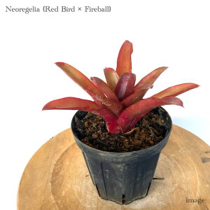 lIQA z(bho[h × t@C[{[) 4 (ϗtA  Ǌ| CeA ~j ^ ݂艺  ^NuA Neoregelia hybrid Red Bird × Fireball)