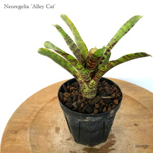 lIQA 'A[Lbg' 3 (ϗtA  Ǌ| CeA ~j ^ ݂艺  ^NuA Neoregelia 'Alley Cat')