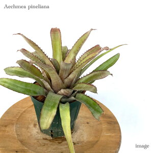 GNA slAi 4 (ϗtA  Ǌ| CeA ~j ^ ^ ݂艺  ^NuA Aechmea pineliana)