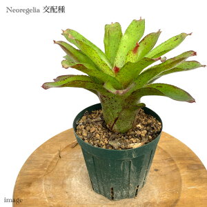 lIQA z 4 (ϗtA  Ǌ| CeA ^ ~j ݂艺  ^NuA Neoregelia hybrid)