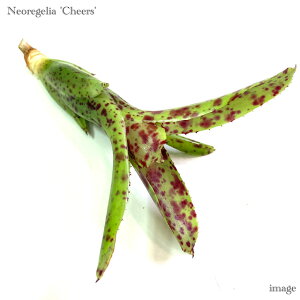 lIQA '`A[Y' Jbgc (ϗtA  Ǌ| CeA ~j ^ ݂艺  ^NuA Neoregelia 'Cheers')