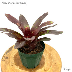 lIQA 'C o[KfB' (ϗtA  Ǌ| CeA ~j ^ ^ ݂艺  ^NuA Neoregelia 'Royal Burgundy')