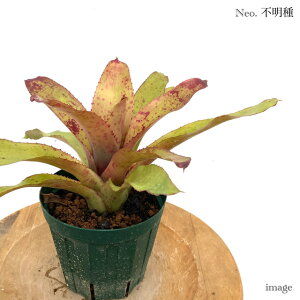 lIQA s (ϗtA  Ǌ| CeA ~j ^ ^ ݂艺  ^NuA Neoregelia hybrid?)