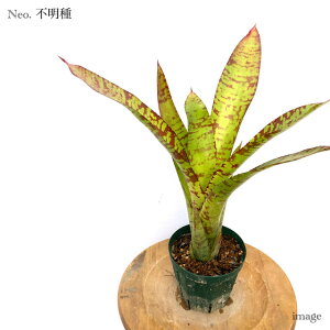 lIQA s (ϗtA  Ǌ| CeA ~j ^ ^ ݂艺  ^NuA Neoregelia hybrid?)