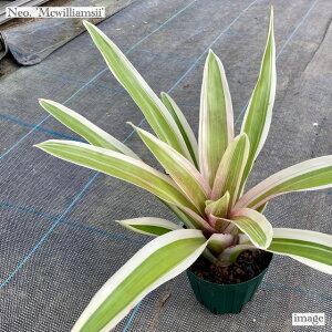 lIQA '}NEBAV['  (ϗtA  Ǌ| CeA ~j ^ ^ ݂艺  ^NuA Neoregelia 'Mcwilliamsii' f. variegated)