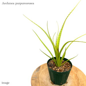 GNA vvI [A (ϗtA  Ǌ| CeA ~j ^ ݂艺  ^NuA Aechmea purpureorosea)