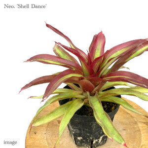 lIQA 'VF_X' (ϗtA  Ǌ| CeA ~j ^ ^ ݂艺  ^NuA Neoregelia 'Shell Dance')