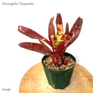 lIQA 'KXp`' 4 (ϗtA  Ǌ| CeA ~j ^ ^ ݂艺  ^NuA Neoregelia 'Gespacho')