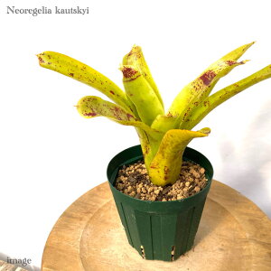 lIQA 'JEcL[' 4 (ϗtA  Ǌ| CeA ~j ^ ^ ݂艺  ^NuA Neoregelia 'Kautskyi')