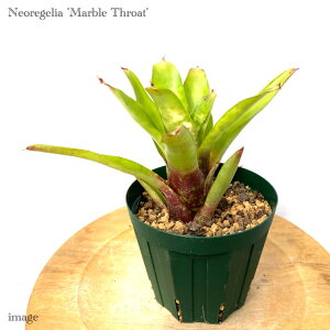 lIQA '}[uX[g' 4 (ϗtA  Ǌ| CeA ~j ^ ^ ݂艺  ^NuA Neoregelia 'Marble Throat')