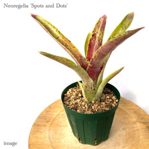 lIQA 'X|bcAhhbc' (ϗtA  Ǌ| CeA ~j ^ ^ ݂艺  ^NuA Neoregelia 'Spots and Dots')