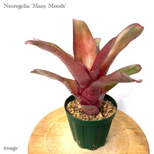 lIQA 'j[[Y' (ϗtA  Ǌ| CeA ~j ^ ^ ݂艺  ^NuA Neoregelia 'Many Moods')