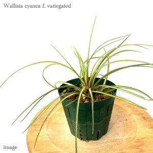 VA LAlA   (GA[vc eBWA ϗtA  Ǌ| CeA ~j ^ ݂艺  VAlA VlA ԃAiiX `WA Wallisia tillandsia cyanea 