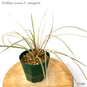 VA LAlA  ֔ (GA[vc eBWA ϗtA  Ǌ| CeA ~j ^ ݂艺  VAlA VlA ԃAiiX `WA Wallisia tillandsia cyan