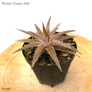 fBbLA 'O[vWF[' 3 (ϗtA  Ǌ| CeA ~j ^ ݂艺  uA Dyckia 'Grape Jelly')