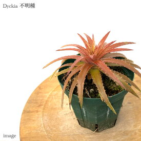 ディッキア 不明種 4寸 (観葉植物 おしゃれ 壁掛け インテリア ミニ 小型 吊り下げ 室内 ブロメリア Dyckia hybrid?)