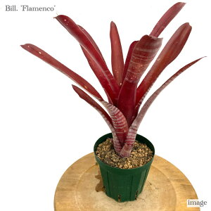 rxMA 'tR' (ϗtA  Ǌ| CeA ~j ^ ^ ݂艺  ^NuA Billbergia 'Flamenco' Ed McWilliams × Baton Rouge)