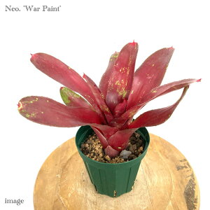 lIQA 'EH[yCg' (ϗtA  Ǌ| CeA ~j ^ ^ ݂艺  ^NuA Neoregelia 'War Paint')