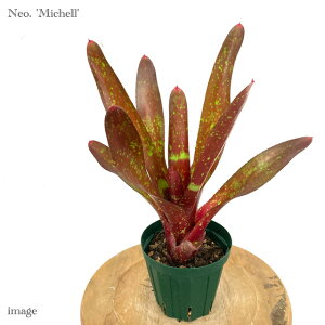 lIQA '~VF' (ϗtA  Ǌ| CeA ~j ^ ^ ݂艺  ^NuA Neoregelia 'Michelle')