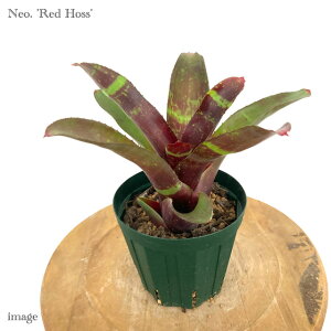 lIQA 'bhzX' (ϗtA  Ǌ| CeA ~j ^ ^ ݂艺  ^NuA 'Red Hoss')