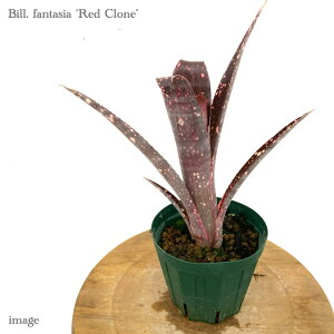 rxMA 't@^WA bhN[' 4 (ϗtA  Ǌ| CeA ~j ^ ^ ݂艺  ^NuA Billbergia 'Fantasia Red Clone')