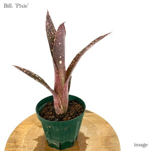 rxMA 'sNV[' (ϗtA  Ǌ| CeA ~j ^ ^ ݂艺  ^NuA Billbergia 'Pixie')
