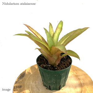 jfE A^CAGZ (ϗtA  Ǌ| CeA ~j ^ ^ ݂艺  ^NuA Nidularium atalaiaense)