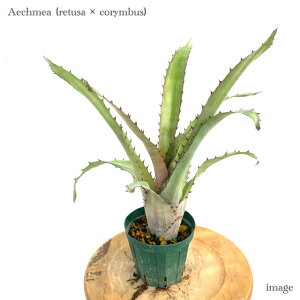 GNA z(retusa × corymbus) (ϗtA  Ǌ| CeA ~j ^ ^ ݂艺  ^NuA c[T Aechmea hybrid)