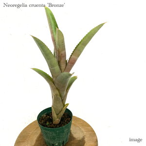 lIQA NG^ 'uY' (ϗtA  Ǌ| CeA ~j ^ ^ ݂艺  ^NuA Neoregelia cruenta 'Bronze')