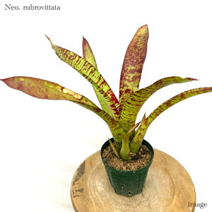 lIQA 'urb^[^' (ϗtA  Ǌ| CeA ~j ^ ^ ݂艺  ^NuA Neoregelia rubrovittata)