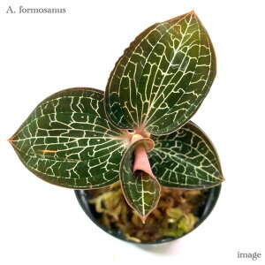 AlNgLX tHTkX 2 (WGI[Lbh Η ϗtA  CeA  ^ ~j Ǌ| ݂艺 Anoectochilus formosanus)