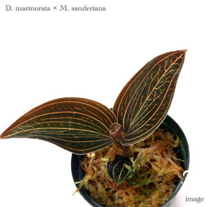 hbVjA }[^ × }RfX TfA[i 2 (WGI[Lbh Η ϗtA  CeA  ~j ^ Ǌ| ݂艺 Dossinia marmorata × Macodes sanderiana)