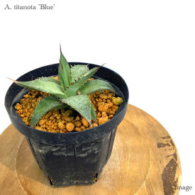 アガベ チタノタ 'ブルー' 5寸 実生苗 (観葉植物 おしゃれ インテリア 吊り下げ 壁掛け ミニ 小型 大型 多肉植物 Agave titanota 'Blue' seedling)