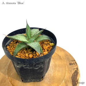 AKx `^m^ 'u[' 5 c (ϗtA  CeA ݂艺 Ǌ| ~j ^ ^ A Agave titanota 'Blue' seedling)
