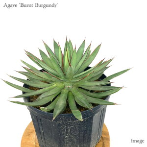AKx 'o[go[KfB' 8 (ϗtA   CeA Ǌ| ^ A Agave burnt burgundy)
