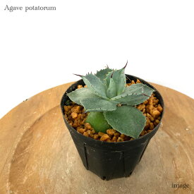 アガベ ポタトルム 3寸 (観葉植物 おしゃれ 室内 インテリア 壁掛け ミニ 小型 大型 多肉植物 Agave potatorum)