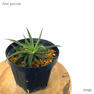 AG pu 5 c (ϗtA  CeA ݂艺 Ǌ| ~j ^ ^  A Aloe parvula seedling)