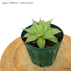 AKx z(tBtF × CVXVX) 4 (ϗtA  CeA ݂艺 Ǌ| ~j ^ ^  A Agave hybrid filifera × isthmensis)