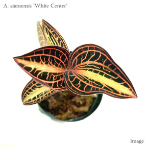 AlNgLX TCAVX 'zCgZ^[' 2 (WGI[Lbh Η ϗtA  CeA  ^ ~j Ǌ| ݂艺  Anoectochilus siamensis 'White Center')