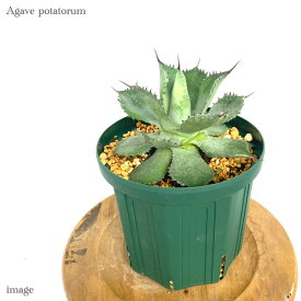 アガベ ポタトルム 6寸 (観葉植物 おしゃれ 室内 インテリア 壁掛け ミニ 小型 大型 多肉植物 Agave potatorum)