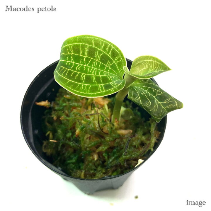 楽天市場】マコデス ペトラ (ジュエルオーキッド 宝石蘭 観葉植物 熱帯 