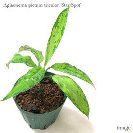 アグラオネマ ピクタム トリカラー 'スタースポット' (観葉植物 熱帯植物 ビバリウム テラリウム パルダリウム おしゃれ インテリア 室内 ミニ 小型 Aglaonema pictum tricolor 'Star Spot')
