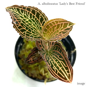 AlNgLX A{lA[^X 'fBY xXgth' 2 (WGI[Lbh Η ϗtA MѐA roE eE p_E  CeA  ~j 