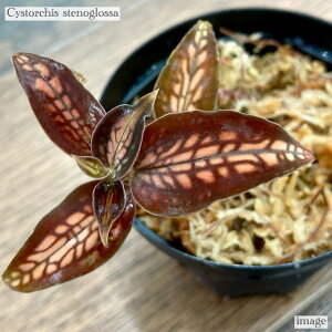 VXg[`X XemObT (WGI[Lbh Η ϗtA MѐA roE eE p_E  CeA  ~j ^ Cystorchis stenoglossa)