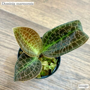 hbVjA }[^ (WGI[Lbh Η ϗtA MѐA roE eE p_E  CeA  ~j ^ Dossinia marmorata)