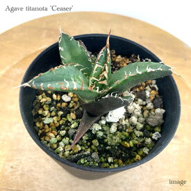 アガベ チタノタ 'シーザー' (観葉植物 おしゃれ 室内 インテリア 壁掛け ミニ 小型 大型 多肉植物 Agave titanota caesar)