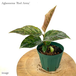 AOIl} 'bhA[~[' (ϗtA MѐA roE eE p_E  CeA  ~j ^ sN^ c_ ^_ pictum rotundum Aglaonema 'Red Army')