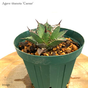 AKx `^m^ 'V[U[' (ϗtA   CeA Ǌ| ~j ^ ^ A Agave titanota caesar)